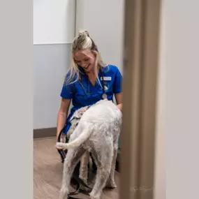 A physical exam for a sweet puppy patient.