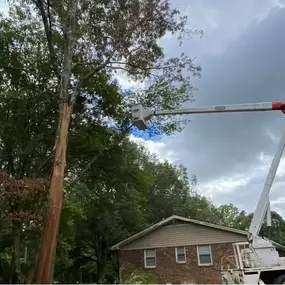 Image of tree removal services in Cornelia, GA