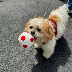 Every team needs reliable players, both on the field and in life. While this furry teammate focuses on the game, we're here to help you prepare for what comes next. Let’s talk about how to keep moving forward with confidence.