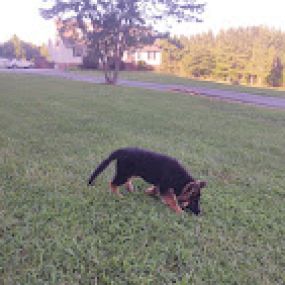 Bild von Austin's German Shepherds