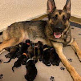 Bild von Austin's German Shepherds