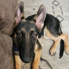 Bild von Austin's German Shepherds