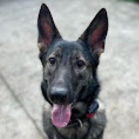 Bild von Austin's German Shepherds