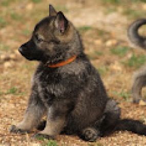 Bild von Austin's German Shepherds