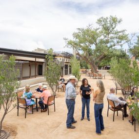 Desert Willows and Ornamental Pear trees join our ancient Cottonwood.