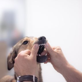 Bild von Tierärztliche Praxis für Kleintiere Dr. med. vet. Uwe Dlouhy