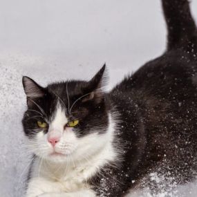 Bild von Tierärztliche Praxis für Kleintiere Dr. med. vet. Uwe Dlouhy