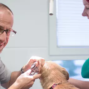 Bild von Tierärztliche Praxis für Kleintiere Dr. med. vet. Uwe Dlouhy