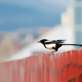 Are birds infesting your building? No worries, contact us today.