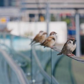 Commercial Bird Removal and Control