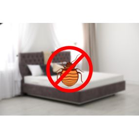 Commercial BedBug Removal and Control