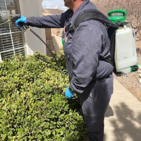 Hadlow Pest Solutions Albuquerque