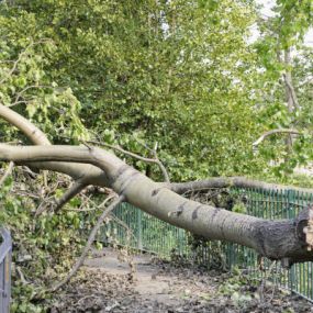 We can assist you with commercial tree removal.