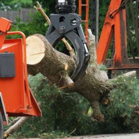 You can rely on our team for professional tree removal.