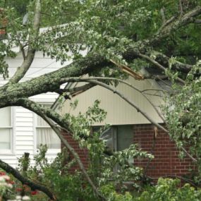 Rely on our skilled team for emergency tree services.