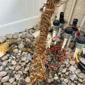 Power Snaking Root Intrusion