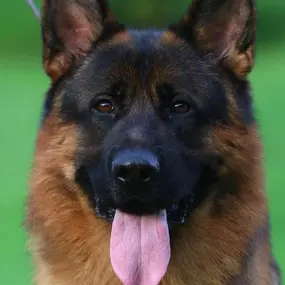 Protection Dog For Sale