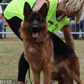Protection Dog For Sale