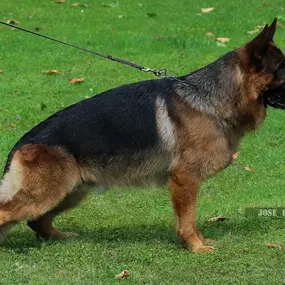 Protection Dog For Sale