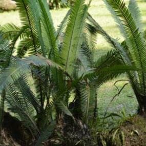 naturpalm_venta_de_cicadales_en_tarragona_4.jpg