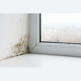 Difference between Mold and Mildew?