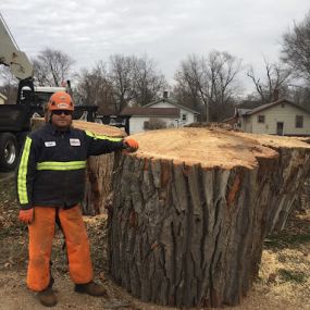 Homer Tree worker tree removal standing next to large tree stump