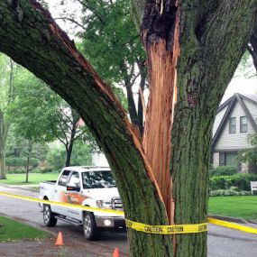 Homer Tree emergency tree removal from storm