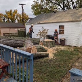 Homer Tree workers chainsawing for tree and stump removal