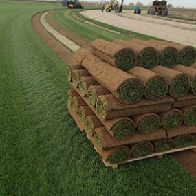 Bild von Horizon Turf Nursery Inc.