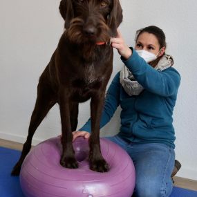 Bild von Tiergesundheit Andrea Bachem