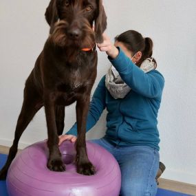 Bild von Tiergesundheit Andrea Bachem