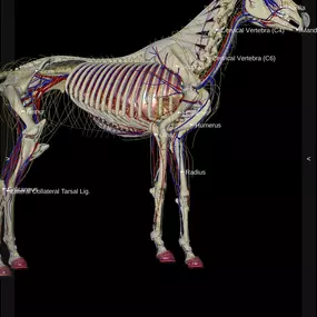 Bild von Tiergesundheit Andrea Bachem