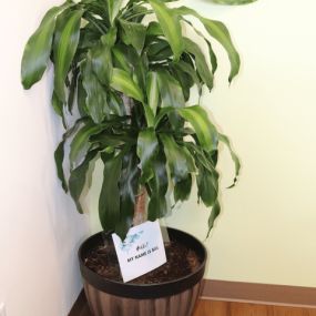 Our Plant 