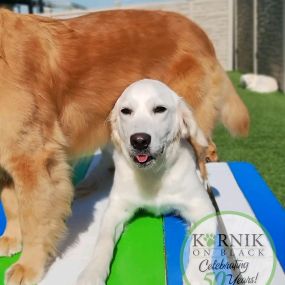 Bild von Karnik On Black - Dog Daycare, Boarding & Grooming