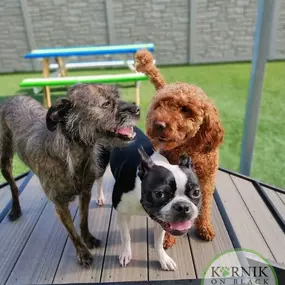 Bild von Karnik On Black - Dog Daycare, Boarding & Grooming