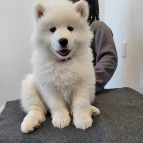 Bild von Petfolk Veterinary & Urgent Care - Cary