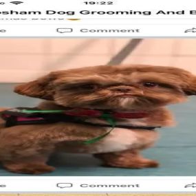 Bild von Cosham Dog Grooming Ltd