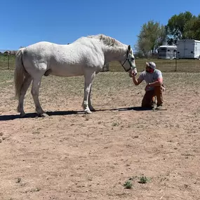 The healing power of horses