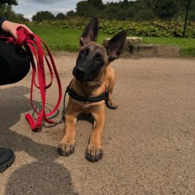 Bild von J & N K9 Training