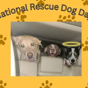 Celebrating National Rescue Dog Day at Amanda Procenti State Farm Insurance Office!