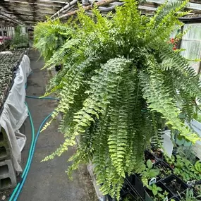 Bild von Puritas Nursery & Garden Center