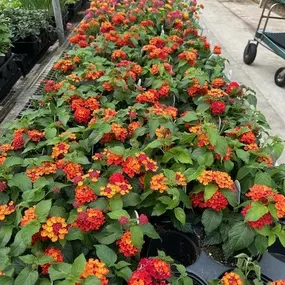 Bild von Puritas Nursery & Garden Center