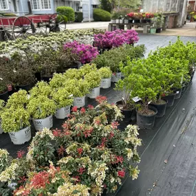 Bild von Puritas Nursery & Garden Center