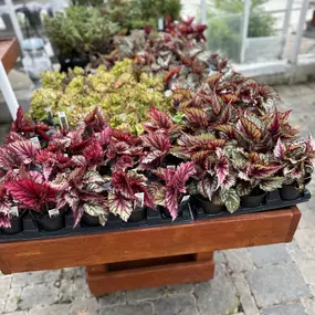 Bild von Puritas Nursery & Garden Center