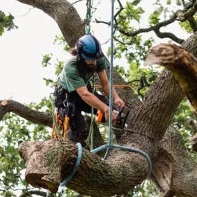 You can count on our team when you need tree removal in the Naples area.