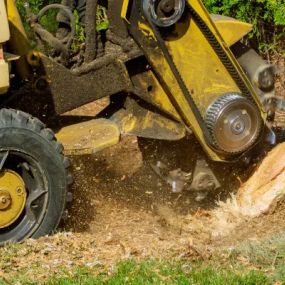 You can rely on us to efficiently remove tree stumps on your property.