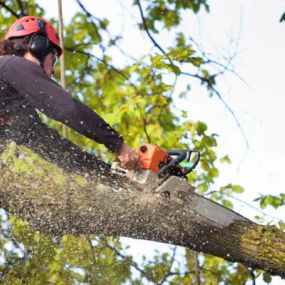 Tree trimming is vital to the health and longevity of your trees.