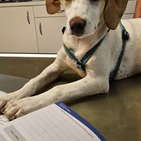 Bild von Tierarztpraxis Dr. Ellen Eringer