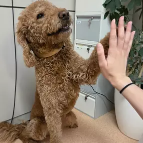 Bild von Tierarztpraxis Dr. Ellen Eringer