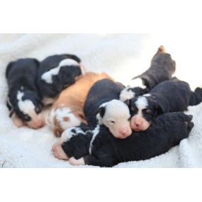 Bild von Green Ridge Puppies